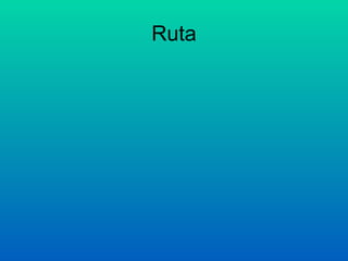 Ruta 