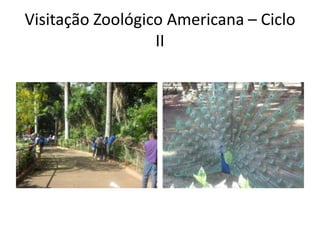 Visitação Zoológico Americana – Ciclo
                  II
 
