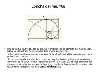 Concha del nautilus




•   Esta curva ha cautivado, por su belleza y propiedades, la atención de matemáticos,
    artistas y naturalistas. Se le llama también espiral geométrica.
•    J. Bernoulli, fascinado por sus encantos, la llamó spira mirabilis, rogando que fuera
    grabada en su tumba.
•    La espiral logarítmica vinculada a los rectángulos áureos gobierna el crecimiento
    armónico de muchas formas vegetales (flores y frutos) y animales (conchas de
    moluscos), aquellas en las que la forma se mantiene invariante. El ejemplo más
    visualmente representativo es la concha del nautilus.
 