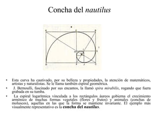 Concha del  nautilus Esta curva ha cautivado, por su belleza y propiedades, la atención de matemáticos, artistas y naturalistas. Se le llama también espiral geométrica. J. Bernoulli, fascinado por sus encantos, la llamó  spira   mirabilis , rogando que fuera grabada en su tumba. La espiral logarítmica vinculada a los rectángulos áureos gobierna el crecimiento armónico de muchas formas vegetales (flores y frutos) y animales (conchas de moluscos), aquellas en las que la forma se mantiene invariante. El ejemplo más visualmente representativo es la  concha del  nautilus .  