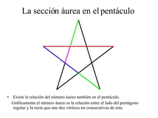 La sección áurea en el pentáculo  Existe la relación del número áureo también en el pentáculo. Gráficamente el número áureo es la relación entre el lado del pentágono regular y la recta que une dos vértices no consecutivos de éste.   