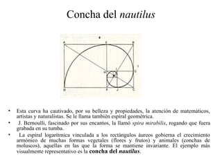 Concha del nautilus
• Esta curva ha cautivado, por su belleza y propiedades, la atención de matemáticos,
artistas y naturalistas. Se le llama también espiral geométrica.
• J. Bernoulli, fascinado por sus encantos, la llamó spira mirabilis, rogando que fuera
grabada en su tumba.
• La espiral logarítmica vinculada a los rectángulos áureos gobierna el crecimiento
armónico de muchas formas vegetales (flores y frutos) y animales (conchas de
moluscos), aquellas en las que la forma se mantiene invariante. El ejemplo más
visualmente representativo es la concha del nautilus.
 