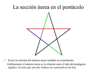 La sección áurea en el pentáculo
• Existe la relación del número áureo también en el pentáculo.
Gráficamente el número áureo es la relación entre el lado del pentágono
regular y la recta que une dos vértices no consecutivos de éste.
 