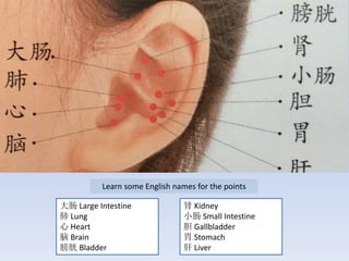 Learn some English names for the points
大肠 Large Intestine
肺 Lung
心 Heart
脑 Brain
膀胱 Bladder
肾 Kidney
小肠 Small Intestine
胆 Gallbladder
胃 Stomach
肝 Liver
 