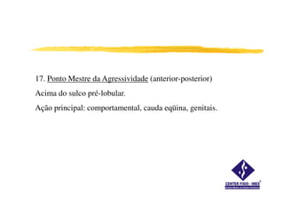 17. Ponto Mestre da Agressividade (anterior-posterior)
Acima do sulco pré-lobular.
Ação principal: comportamental, cauda eqüina, genitais.
 
