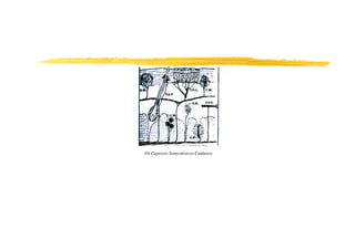 Os Captores Somestésicos Cutâneos
 