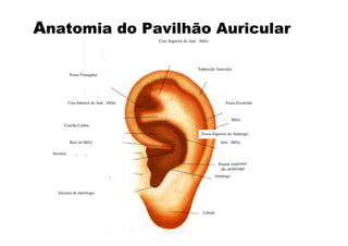 Anatomia do Pavilhão Auricular
                                          Cruz Superior do Anti - Hélix




                                                                Tubérculo Auricular
           Fossa Triangular




          Cruz Inferior do Anti - Hélix                                         Fossa Escafoide



                                                                                      Hélix
        Concha Cimba

                                                                   Fossa Superior do Antitrago

           Raiz do Hélix                                                     Anti - Hélix

  Incisura do Supratago

                  Concha Cava

                                Trago                                     Antitrago



     Incisura do intertrago



                                                                   Lóbulo
 