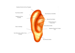 Eminência Posterior da Fossa Triangular




    Face Dorsal do Hélix
                                                     Sulco Posterior do Anti-Hélix


    Eminência da Fossa
        Escafóide
                                                          Sulco da Cruz Inferior


                                                              Eminência Posterior da
                                                                 Figura 09
                                                                 Concha Cimba


                                                  Sulco da Raiz do Hélix
    Sulco do Antitrago

                                                               Eminência Posterior da Concha
                                                                           Cava


Face Dorsal entre o Lóbulo e Fossa
            Escafóide




                                                Face Dorsal do Lóbulo
 