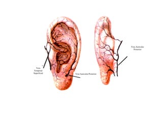 Veia Auricular
                                           Posterior




  Veia
Temporal
Superficial   Veia Auricular Posterior
 