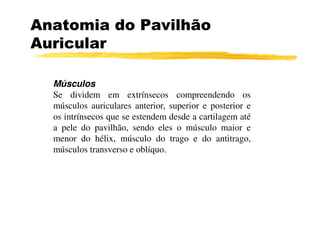 Anatomia do Pavilhão
Auricular

  Músculos
  Se dividem em extrínsecos compreendendo os
  músculos auriculares anterior, superior e posterior e
  os intrínsecos que se estendem desde a cartilagem até
  a pele do pavilhão, sendo eles o músculo maior e
  menor do hélix, músculo do trago e do antitrago,
  músculos transverso e oblíquo.
 