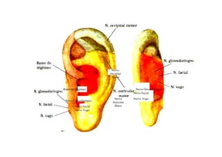 Nervo
                        Occipital
                         Menor



Ramo do Trigémeo                       Nervo Glossofaringeo
                                      Nervo Facial
                           Nervo      Nervo. Vago
 Nervo Glossofaringeo
                          Auricular
        Nervo Facial       Maior
        Nervo Vago
 