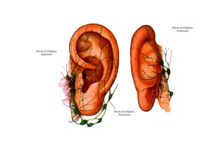 Pacote de Gânglios
                                             Posteriores




Pacote de Gânglios
    Anteriores




                     Pacote de Gânglios
                        Posteriores
 