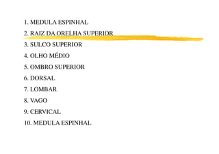 1. MEDULA ESPINHAL
2. RAIZ DA ORELHA SUPERIOR
3. SULCO SUPERIOR
4. OLHO MÉDIO
5. OMBRO SUPERIOR
6. DORSAL6. DORSAL
7. LOMBAR
8. VAGO
9. CERVICAL
10. MEDULA ESPINHAL
 
