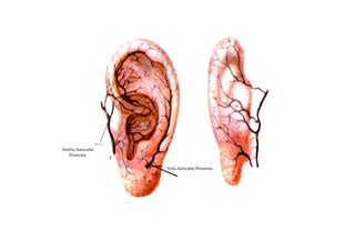Artéria Auricular
Posterior
Veia Auricular Posterior
 