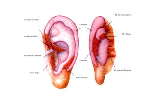 M. Menor do Hélix
M. Maior do Hélix
M. Auricular Anterior
M. Auricular Superior
M. Oblíquo
Cartilagem
M. Auricular Anterior
M. do Trago
M. Auricular Posterior
M. do Antitrago
Cartilagem
 