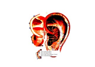 -Nervo Auricular Maior
-Nervo Occipital Menor
-Nervo Vago, Glossofarigeo e Facial
-Nervo Auriculotemporal
 