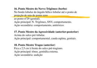 16. Ponto Mestre do Nervo Trigêmeo (borbo)
No bordo lobular do ângulo bélico lobular até o ponto de
projeção de reta do ponto zero
ao ponto nº29 (genital).
Ação principal: N. Trigêmeo, SNV, comportamento.
Ação secundária: comportamento, antitóxico.
17. Ponto Mestre da Agressividade (anterior-posterior)
Acima do sulco pré-lobular.Acima do sulco pré-lobular.
Ação principal: comportamental, cauda eqüina, genitais.
18. Ponto Mestre Tragus (anterior)
Fica a 2,5 cm à frente do sulco pré-tragiano.
Ação principal: tônus, genitália externa.
Ação secundária: audição
 