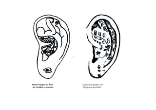 Representação do Feto
no Pavilhão Auricular.
Disposição gráfica dos
Órgãos no Pavilhão.
 