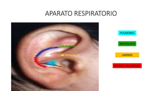 APARATO RESPIRATORIO
PULMONES
BRONQUIOS
LARINGE
ARTERIA PULMONAR
 