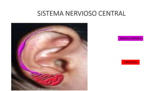 SISTEMA NERVIOSO CENTRAL
MEDULA ESPINAL
ENCEFALO
 