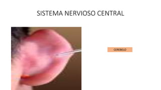 SISTEMA NERVIOSO CENTRAL
CEREBELO
 