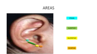 AREAS
VISUAL
AUDITIVO
GUSTATIVO
OLFATIVA
 