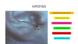 HIPOFISIS
GONADOESTIMULINA (FSH-LH)
TIROESTIMULINA (TSH)
CORTICOESTIMULINA (ACTH)
SOMATOTROPINA (STH)
PARATIROESTIMULINA ( TSH)
MELANOTROPINA (MSH)
 