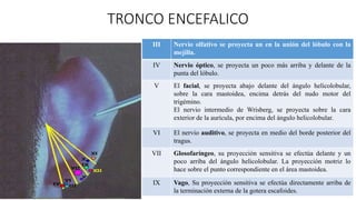 TRONCO ENCEFALICO
III Nervio olfativo se proyecta un en la unión del lóbulo con la
mejilla.
IV Nervio óptico, se proyecta un poco más arriba y delante de la
punta del lóbulo.
V El facial, se proyecta abajo delante del ángulo helicolobular,
sobre la cara mastoidea, encima detrás del nudo motor del
trigémino.
El nervio intermedio de Wrisberg, se proyecta sobre la cara
exterior de la aurícula, por encima del ángulo helicolobular.
VI El nervio auditivo, se proyecta en medio del borde posterior del
tragus.
VII Glosofaríngeo, su proyección sensitiva se efectúa delante y un
poco arriba del ángulo helicolobular. La proyección motriz lo
hace sobre el punto correspondiente en el área mastoidea.
IX Vago, Su proyección sensitiva se efectúa directamente arriba de
la terminación externa de la gotera escafoides.
 