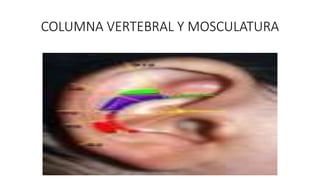 COLUMNA VERTEBRAL Y MOSCULATURA
 
