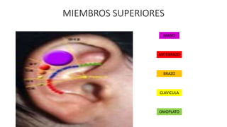 MIEMBROS SUPERIORES
MANO
ANTEBRAZO
BRAZO
CLAVICULA
OMOPLATO
 