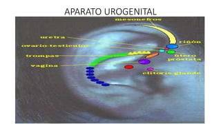 APARATO UROGENITAL
 