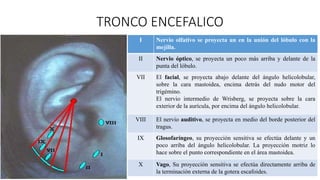 TRONCO ENCEFALICO
III Nervio olfativo se proyecta un en la unión del lóbulo con la
mejilla.
IV Nervio óptico, se proyecta ...