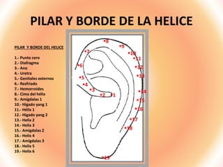 PILAR Y BORDE DE LA HELICE
1
2
3
4
5
6
7
8
9
10
11
12
13
14
15
16
17
18
19
PILAR Y BORDE DEL HELICE
1.- Punto cero
2.- Diafragma
3.- Ano
4.- Uretra
5.- Genitales externos
6.- Resfriado
7.- Hemorroides
8.- Cima del hélix
9.- Amígdalas 1
10.- Hígado yang 1
11.- Hélix 1
12.- Higado yang 2
13.- Helix 2
14.- Helix 3
15.- Amigdalas 2
16.- Helix 4
17.- Amigdalas 3
18.- Helix 5
19.- Helix 6
 
