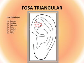 FOSA TRIANGULAR
FOSA TRIANGULAR
20.- Shenmen
21.- Hepatitis
22.- Hipotensor
23.- Útero
24.- Alergias 1
25.- Cadera
26.- Pelvis
20
21
22
23
24 2526
 