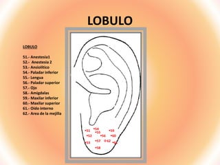 LOBULO
LOBULO
51.- Anestesia1
52.- Anestesia 2
53.- Ansiolítico
54.- Paladar inferior
55.- Lengua
56.- Paladar superior
57.- Ojo
58.- Amigdalas
59.- Maxilar inferior
60.- Maxilar superior
61.- Oído interno
62.- Area de la mejilla
51
52
53
54
55
56
57
58
59
60
61
62
 