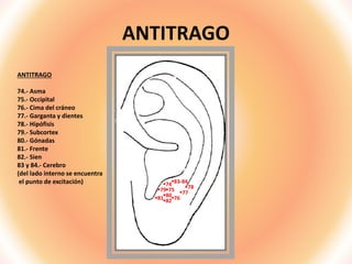 ANTITRAGO
ANTITRAGO
74.- Asma
75.- Occipital
76.- Cima del cráneo
77.- Garganta y dientes
78.- Hipófisis
79.- Subcortex
80.- Gónadas
81.- Frente
82.- Sien
83 y 84.- Cerebro
(del lado interno se encuentra
el punto de excitación) 74
75
76
77
78
79
80
8182
83-84
 