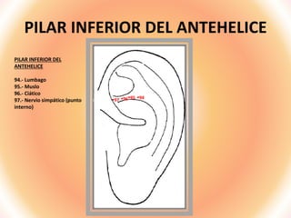 PILAR INFERIOR DEL ANTEHELICE
PILAR INFERIOR DEL
ANTEHELICE
94.- Lumbago
95.- Muslo
96.- Ciático
97.- Nervio simpático (punto
interno)
94
95
96
97
 
