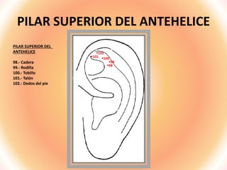 PILAR SUPERIOR DEL ANTEHELICE
PILAR SUPERIOR DEL
ANTEHELICE
98.- Cadera
99.- Rodilla
100.- Tobillo
101.- Talón
102.- Dedos del pie
98
99
100
101
102
 