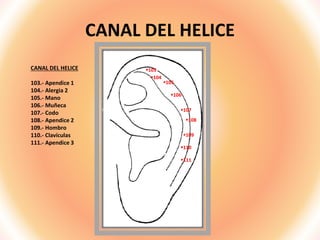 CANAL DEL HELICE
CANAL DEL HELICE
103.- Apendice 1
104.- Alergia 2
105.- Mano
106.- Muñeca
107.- Codo
108.- Apendice 2
109.- Hombro
110.- Clavículas
111.- Apendice 3
103
104
105
106
107
108
109
110
111
 
