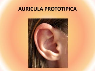 AURICULA PROTOTIPICA
 