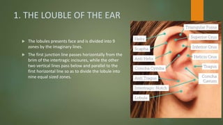 1. THE LOUBLE OF THE EAR
 The lobules presents face and is divided into 9
zones by the imaginary lines.
 The first junction line passes horizontally from the
brim of the intertragic incisures, while the other
two vertical lines pass below and parallel to the
first horizontal line so as to divide the lobule into
nine equal sized zones.
 