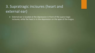 3. Supratragic incisures (heart and
external ear)
 External ear is located at the depression in front of the supra-tragic
incisures, while the heart is in the depression on the apex of the tragus.
 