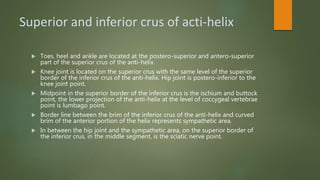 Superior and inferior crus of acti-helix
 Toes, heel and ankle are located at the postero-superior and antero-superior
part of the superior crus of the anti-helix.
 Knee joint is located on the superior crus with the same level of the superior
border of the inferior crus of the anti-helix. Hip joint is postero-inferior to the
knee joint point.
 Midpoint in the superior border of the inferior crus is the ischium and buttock
point, the lower projection of the anti-helix at the level of coccygeal vertebrae
point is lumbago point.
 Border line between the brim of the inferior crus of the anti-helix and curved
brim of the anterior portion of the helix represents sympathetic area.
 In between the hip joint and the sympathetic area, on the superior border of
the inferior crus, in the middle segment, is the sciatic nerve point.
 