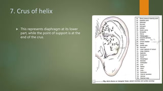 7. Crus of helix
 This represents diaphragm at its lower
part, while the point of support is at the
end of the crus.
 