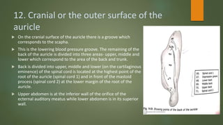 12. Cranial or the outer surface of the
auricle
 On the cranial surface of the auricle there is a groove which
corresponds to the scapha.
 This is the lowering blood pressure groove. The remaining of the
back of the auricle is divided into three areas- upper, middle and
lower which correspond to the area of the back and trunk.
 Back is divided into upper, middle and lower (on the cartilaginous
eminence) of the spinal cord is located at the highest point of the
root of the auricle (spinal cord 1) and in front of the mastoid
process (spinal cord 2) at the lower margin of the root of the
auricle.
 Upper abdomen is at the inferior wall of the orifice of the
ecternal auditory meatus while lower abdomen is in its superior
wall.
 