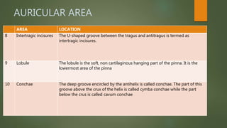 AURICULAR AREA
AREA LOCATION
8 Intertragic incisures The U-shaped groove between the tragus and antitragus is termed as
intertragic incisures.
9 Lobule The lobule is the soft, non cartilaginous hanging part of the pinna. It is the
lowermost area of the pinna
10 Conchae The deep groove encircled by the antihelix is called conchae. The part of this
groove above the crux of the helix is called cymba conchae while the part
below the crus is called cavum conchae
 