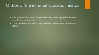 Orifice of the external acoustic meatus
 Interhelix incisures:- the depression between the trags and anti-helix is
called interhelix incisures
 Tail of the helix:- this marks the junction of the helix with the auricular
lobule
 