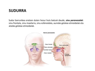 Sudur barrunbea eratzen duten hezur huts batzuk daude, sinu paranasalak:
sinu frontala, sinu maxilarra, sinu esfenoidala, aurreko gelatxo etmoidalak eta
atzeko gelatxo etmoidalak.
SUDURRA
 