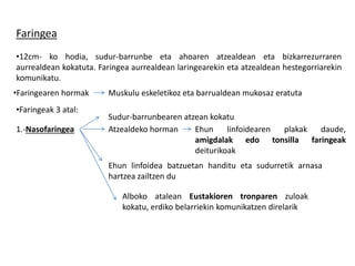 Faringea
•12cm- ko hodia, sudur-barrunbe eta ahoaren atzealdean eta bizkarrezurraren
aurrealdean kokatuta. Faringea aurrealdean laringearekin eta atzealdean hestegorriarekin
komunikatu.
•Faringearen hormak Muskulu eskeletikoz eta barrualdean mukosaz eratuta
•Faringeak 3 atal:
1.-Nasofaringea
Sudur-barrunbearen atzean kokatu
Atzealdeko horman Ehun linfoidearen plakak daude,
amigdalak edo tonsilla faringeak
deiturikoak
Ehun linfoidea batzuetan handitu eta sudurretik arnasa
hartzea zailtzen du
Alboko atalean Eustakioren tronparen zuloak
kokatu, erdiko belarriekin komunikatzen direlarik
 