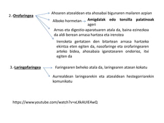 2.-Orofaringea
Ahoaren atzealdean eta ahosabai bigunaren mailaren azpian
Alboko hormetan Amigdalak edo tonsilla palatinoak
ageri
Arnas eta digestio-aparatuaren atala da, baina ezinezkoa
da aldi berean arnasa hartzea eta irenstea
Irensketa gertatzen den bitartean arnasa hartzeko
ekintza eten egiten da, nasofaringe eta orofaringearen
arteko bidea, ahosabaia igarotzearen ondorioz, itxi
egiten da
3.-Laringofaringea Faringearen beheko atala da, laringearen atzean kokatu
Aurrealdean laringearekin eta atzealdean hestegorriarekin
komunikatu
https://www.youtube.com/watch?v=xLXkAUIE4wQ
 